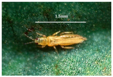 Onion Thrips Larvae Green