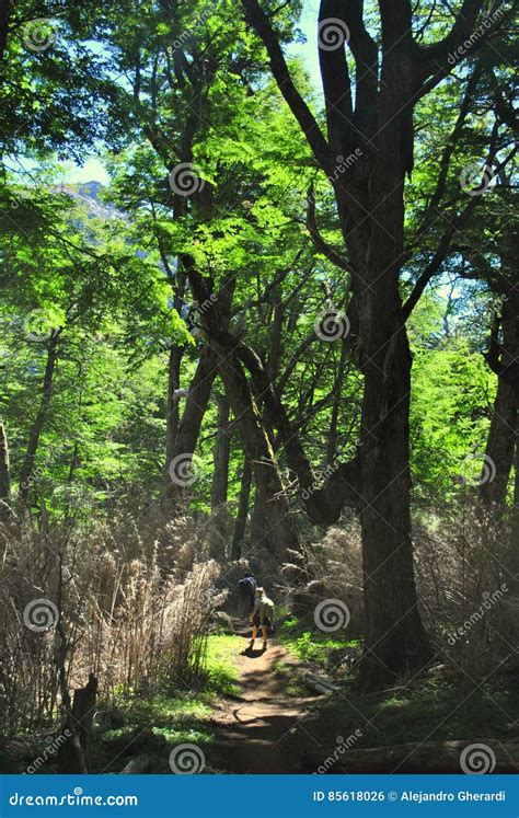 Hiking in the woods stock photo. Image of nice, patagonia - 85618026