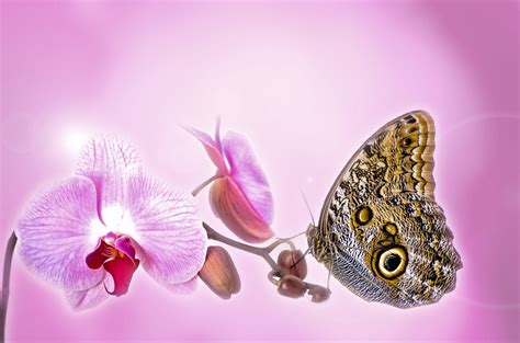 Butterfly On An Orchid Free Stock Photo - Public Domain Pictures