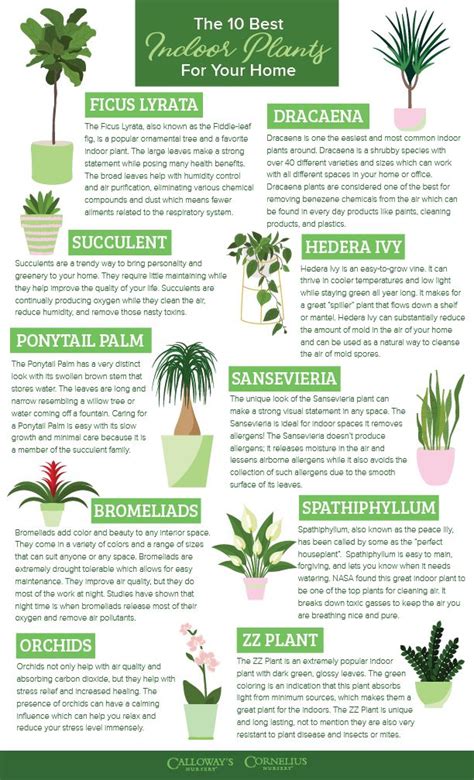 Indoor Plants Benefits | EylemFaizaan