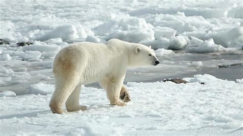 El oso polar, ¿es realmente blanco? ¡Descubre cómo es su pelaje y otras ...