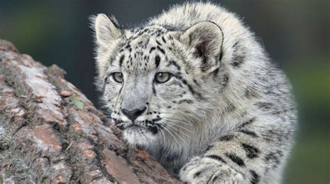 Snow Leopard Fact Sheet | Blog | Nature | PBS