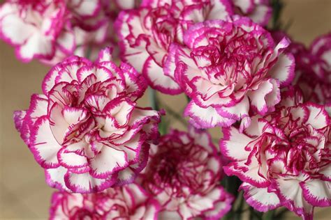 The History of the Carnation Flower - The London Cake Academy