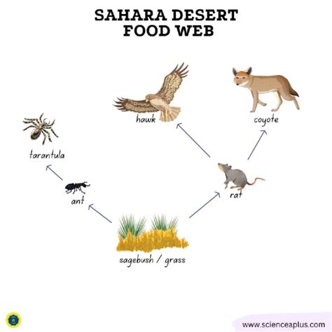 Desert Ecosystem Food Web