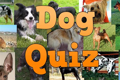 Dog Breeds Quiz - Android Apps on Google Play