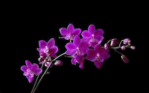 Purple Orchid Wallpaper - WallpaperSafari