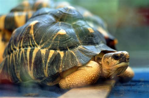 Radiated Tortoise | Pet turtle, Radiated tortoise, Desert tortoise