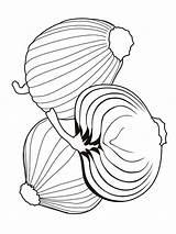 Onion coloring pages sketch template