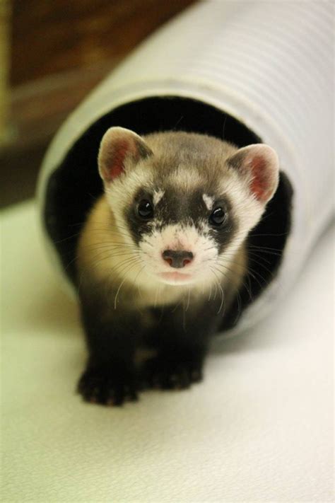 Black-footed Ferret Baby Boom - ZooBorns