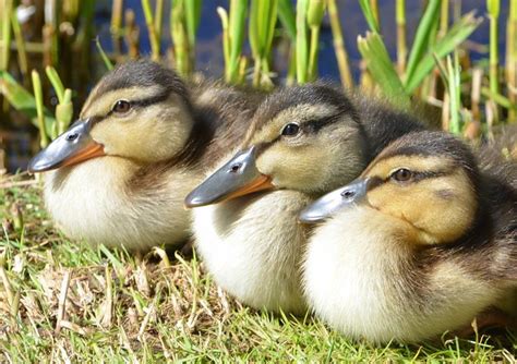 Mallard ducklings – f4 Inspirational Images