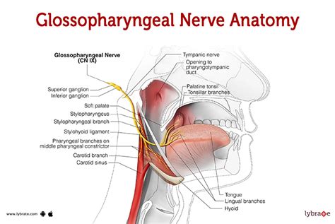 Glossopharyngeal Nerve (Human Anatomy): Image, Functions, Diseases and ...