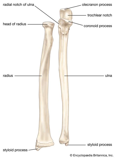 Radius | Forearm, Ulna, & Humerus | Britannica