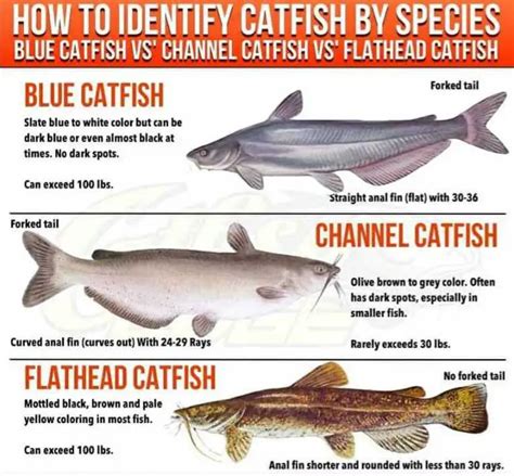 Types of Catfish (#11 Is Actually Super Cute)