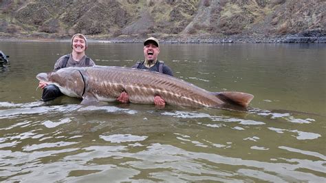 The world's largest 125-year-old lake sturgeon was caught by British anglers and set a world ...