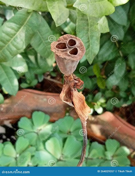 Dried Lotus Flower Seeds Photo Stock Image - Image of dried, shrub: 264029357