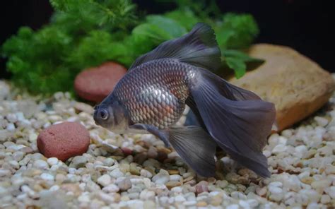 Veiltail Goldfish Care: Complete Guide for Beginners - AquariumNexus