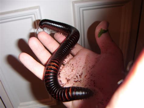 Giant African Millipede - With Everything! £30 | Reptile Forums