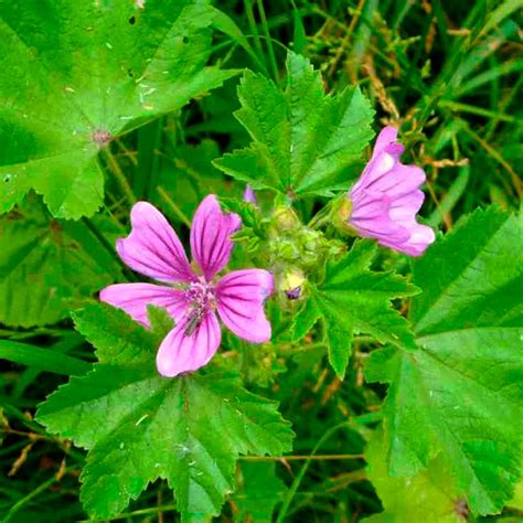 MALVA POWDER for Sale malva Sylvestris natural LEAVES - Etsy