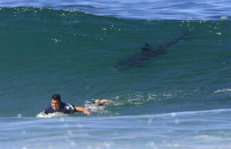 How To Avoid A Shark Attack When Surfing - SnowBrains