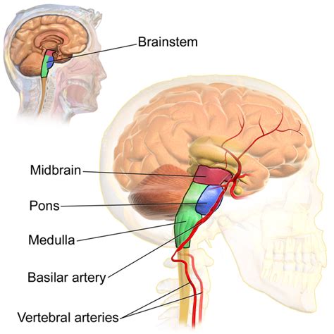 The Brain Stem | Boundless Anatomy and Physiology