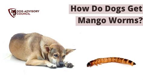 How Do Dogs Get Mango Worms? (Explained) | Dog Advisory Council