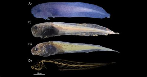 new snailfish species - Press Office - Newcastle University