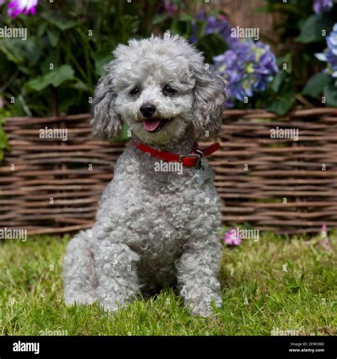 Silver toy poodle hi-res stock photography and images - Alamy