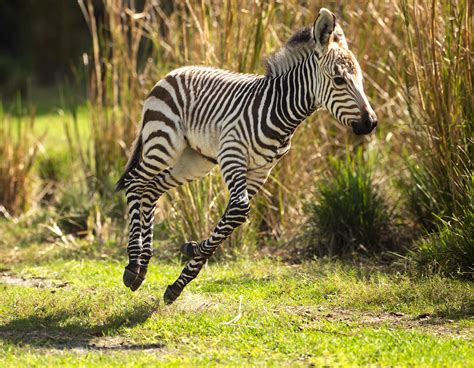 PHOTOS: Adorable Baby Sitatunga Antelope and Hartmann’s Mountain Zebra Join the Herd at Disney's ...