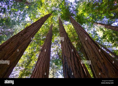 Large redwood trees in Muir Woods on a sunny day in northern California, San Francisco Stock ...