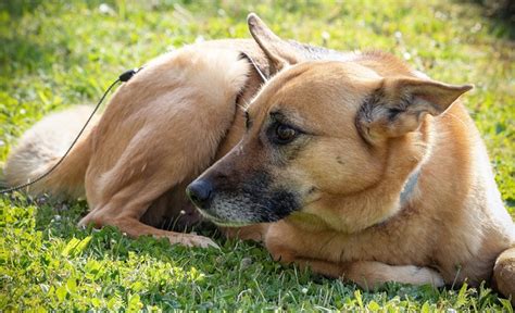 Chinook: The Strength and Endearing Personality of America's Rare and ...