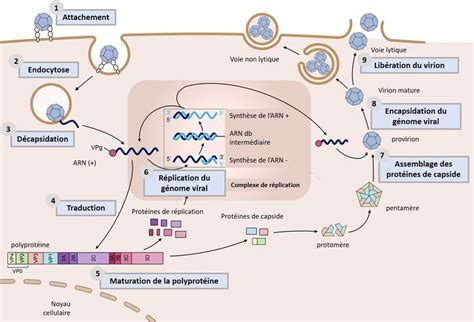 Cycle de multiplication virale des Picornavirus L'infection est initiée ...