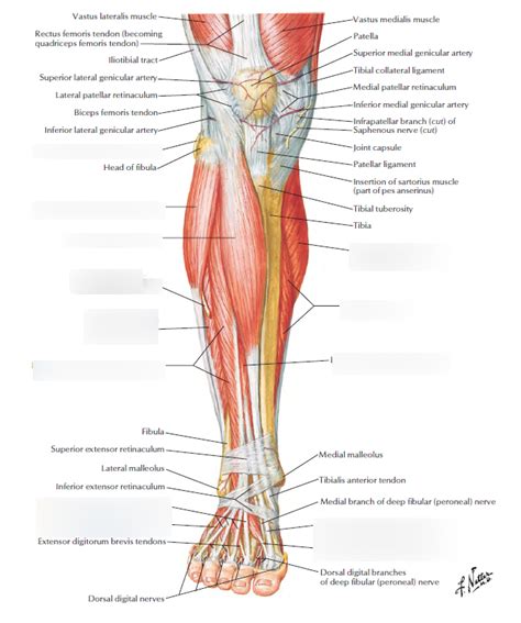 Muscles of Lower Leg - Anterior View Diagram | Quizlet