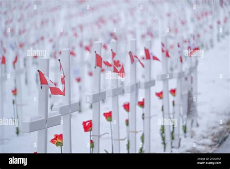 Field of crosses to mark canada's remembrance day Stock Photo - Alamy