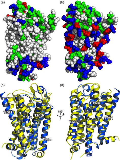 Structure comparison of the water-soluble mu opioid receptor (wsMOR).... | Download Scientific ...