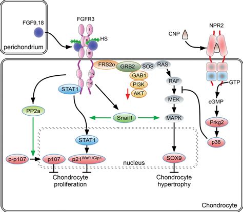 Fibroblast growth factor signaling in skeletal development and disease