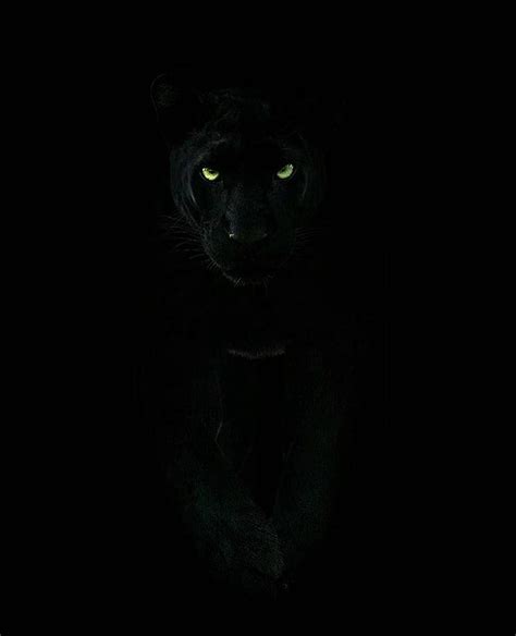 Black panther, animal android HD phone wallpaper | Pxfuel