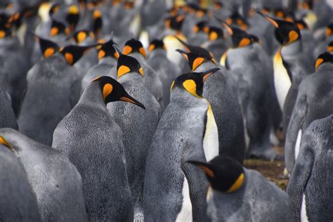 King penguin colony - ZooChat