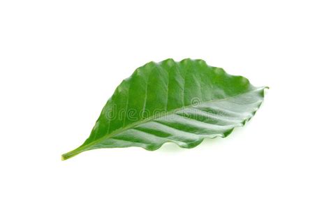 Fresh Green Coffee Leaves Isolated on White Stock Image - Image of leaves, seed: 185674465