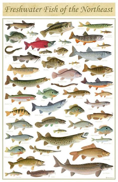 Freshwater Fish of the Northeast Poster - 11x17 inch print by Matt Patterson - fishing print ...