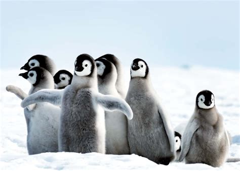 51 Baby Penguin Photos, Videos, and Facts That'll Have You Saying "Awwww!!" | Baby penguins ...