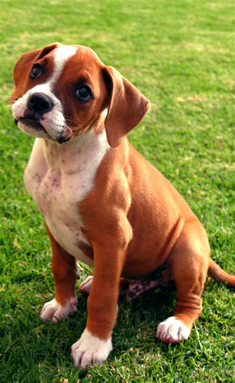 The dog in world: Boxer dogs