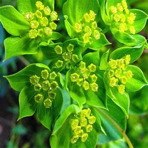 Hare's Ear Bupleurum Rotundifolium Griffithii Flower Seeds in 2021 | Flower seeds, Ear seeds ...