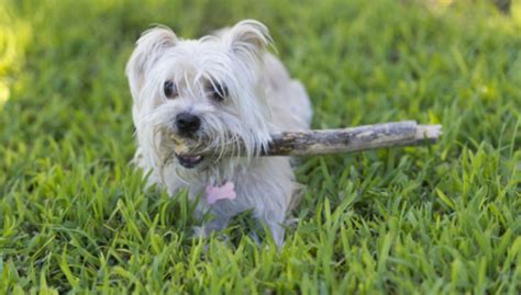 Morkie Dog Breed Temperament Information - Diet and Training - Platpets ...