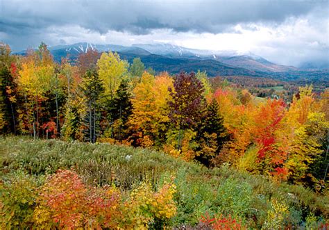 Temperate Forest Ecosystem | Wild Tracks