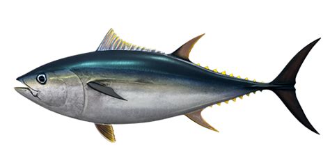 Bigeye Tuna - Fishing Planet Wiki