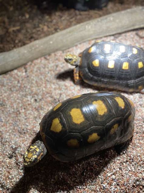 Red foot Tortoise breeding group for sale!!! - Olen