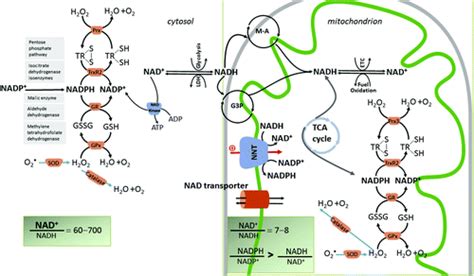 Mitochondrial NAD+/NADH Redox State and Diabetic Cardiomyopathy ...