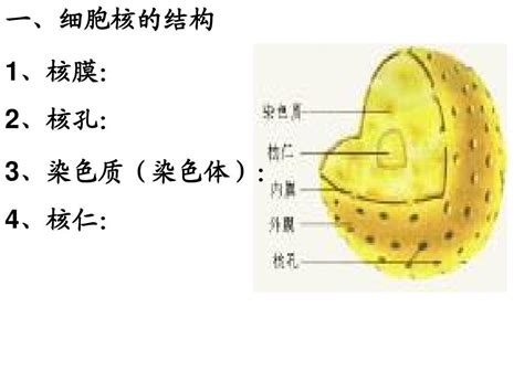 核仁 - 快懂百科