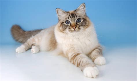 Birman Cat Breed: facts, review | Cats Energies