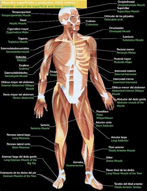 Terapias Naturales: Músculos del Cuerpo Humano